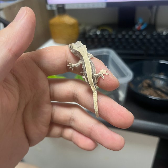 릴리100%헷아잔틱