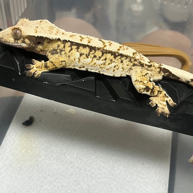 익스트림할리퀸