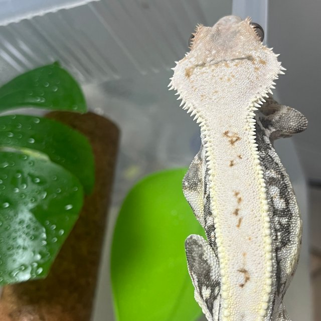 릴리화이트 솔리드백 풀핀