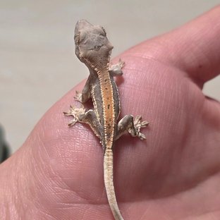 릴리100%헷아잔틱