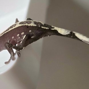 아잔틱