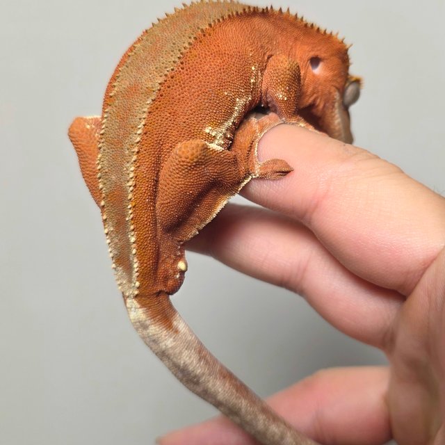 프라푸치노 팬텀 레드