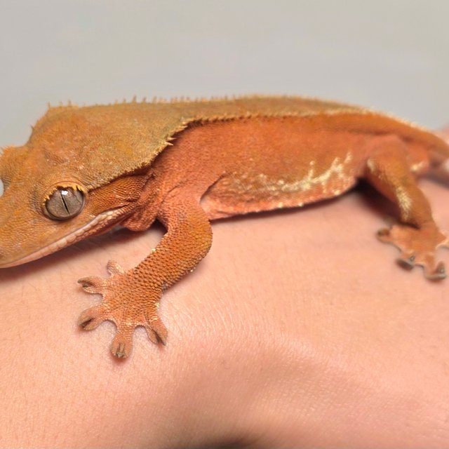 프라푸치노 팬텀 레드