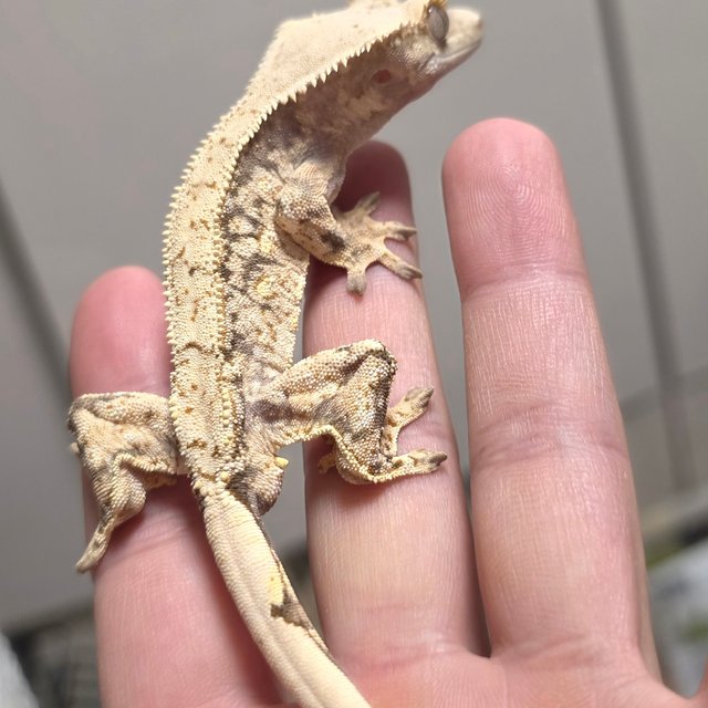 화이트스팟 드리피