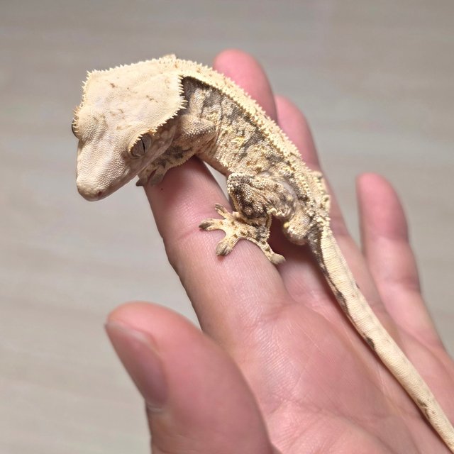 화이트스팟 드리피