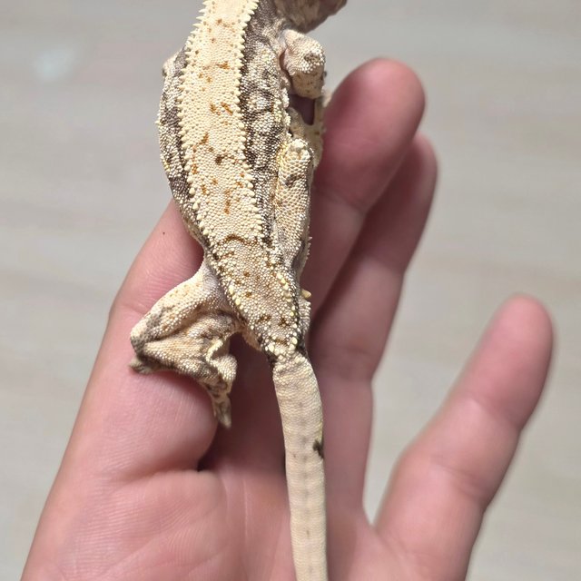 화이트스팟 드리피