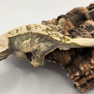 노멀 다크 트라이 익스트림할리퀸