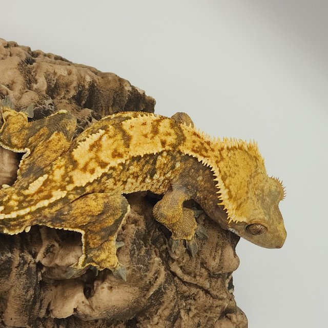 노멀 트라이 익스트림할리퀸