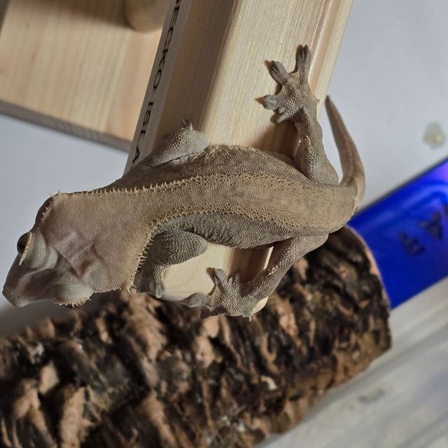 챠콜