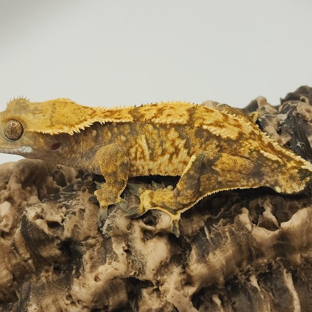 노멀 트라이 익스트림할리퀸