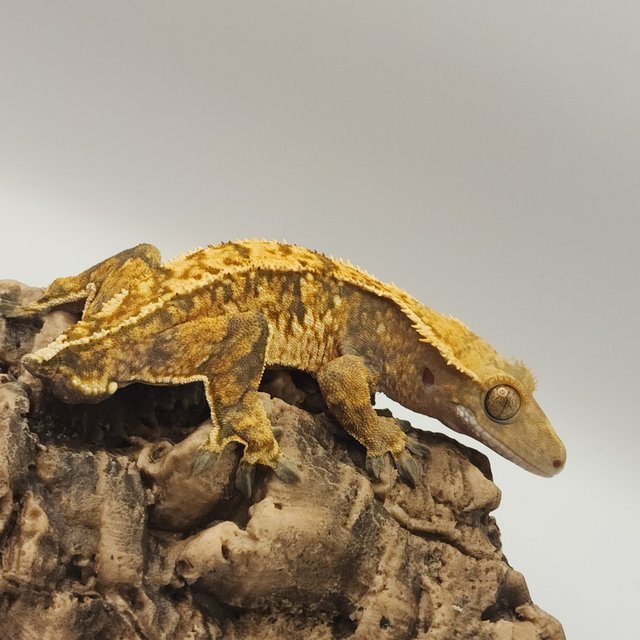 노멀 트라이 익스트림할리퀸