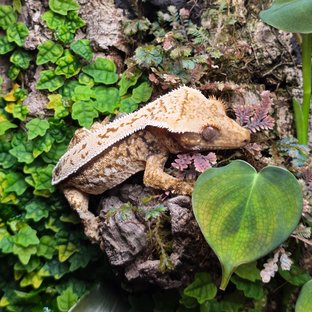 노멀 트라이 풀핀 화이트스팟