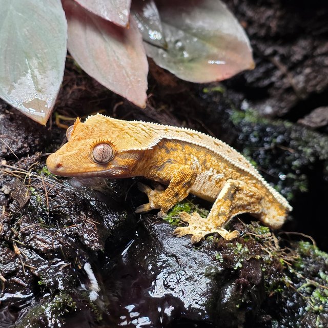 노멀 트라이 풀핀 화이트스팟