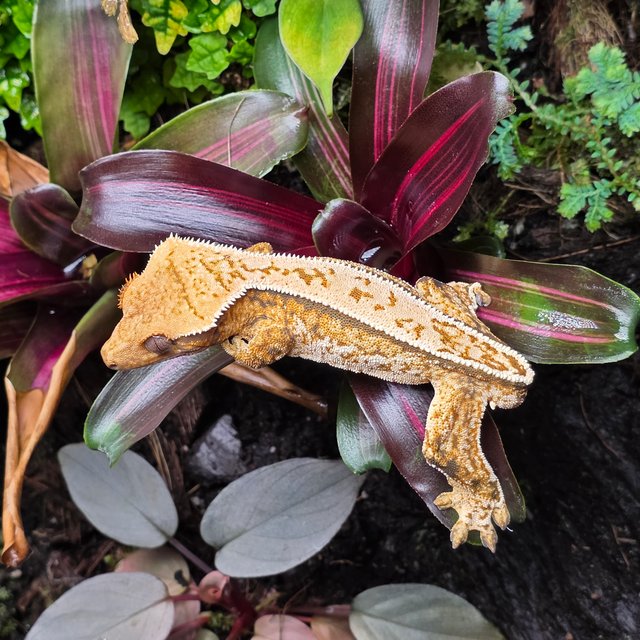 노멀 트라이 풀핀 화이트스팟