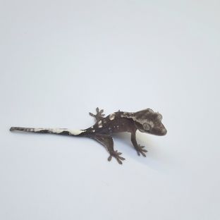 아잔틱