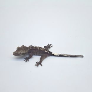 아잔틱