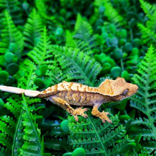 노멀 트라이 텐저린 익스트림할리퀸