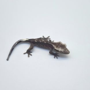 아잔틱