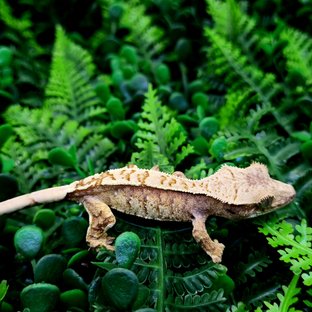 트라이 익스트림할리퀸