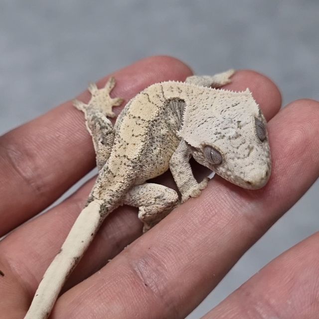 노멀 드리피 화이트스팟