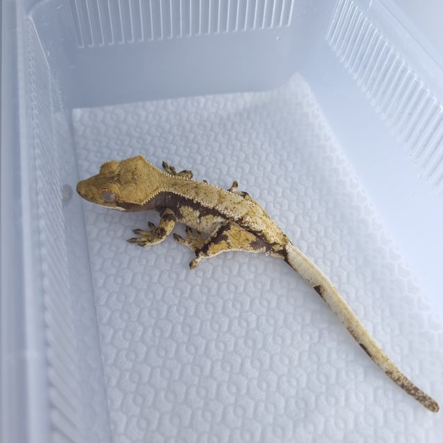 노멀 트라이 드리피 화이트스팟