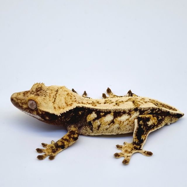 노멀 드리피 화이트스팟