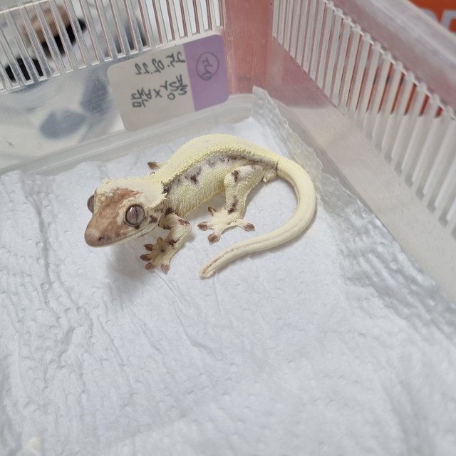 릴리 세이블 솔리드백