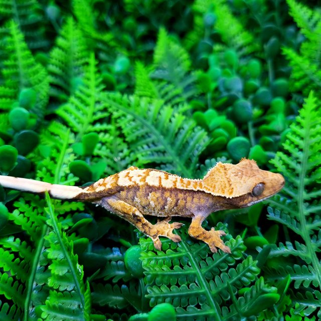 노멀 트라이 텐저린 익스트림할리퀸