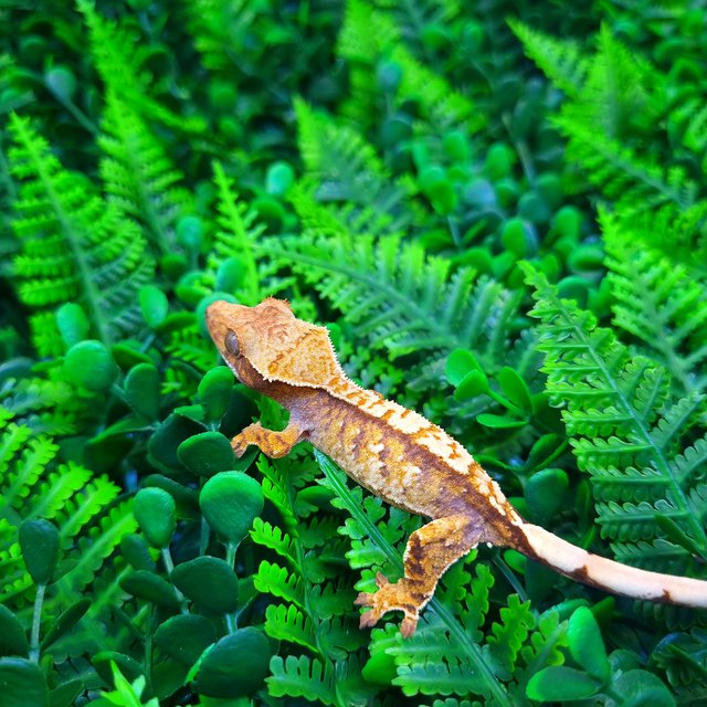 노멀 트라이 텐저린 익스트림할리퀸