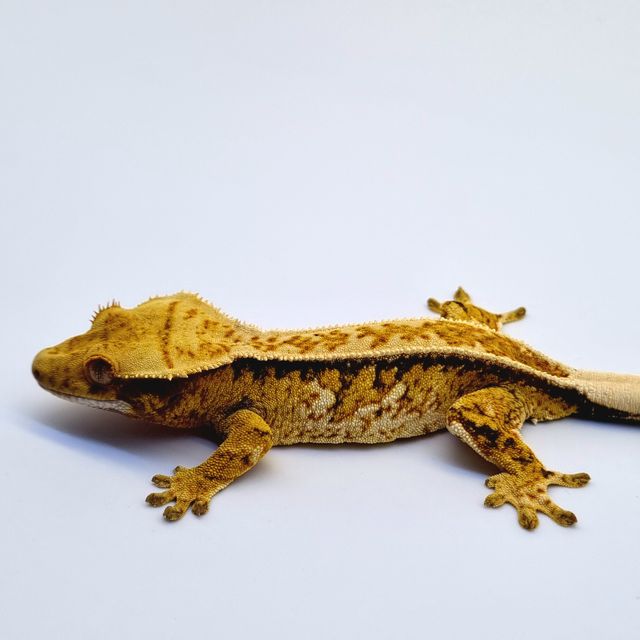 노멀 쿼드 풀핀 트라이 드리피