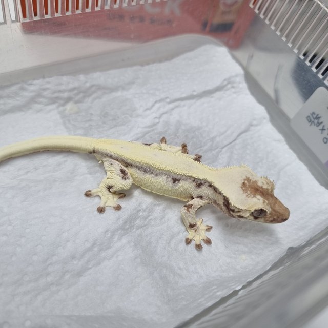 릴리 세이블 솔리드백