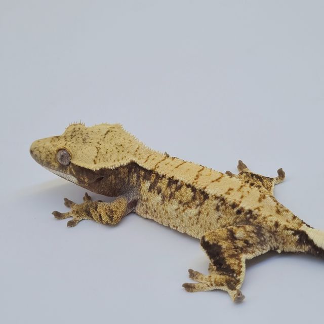 노멀 트라이 익스트림할리퀸 드리피 화이트스팟