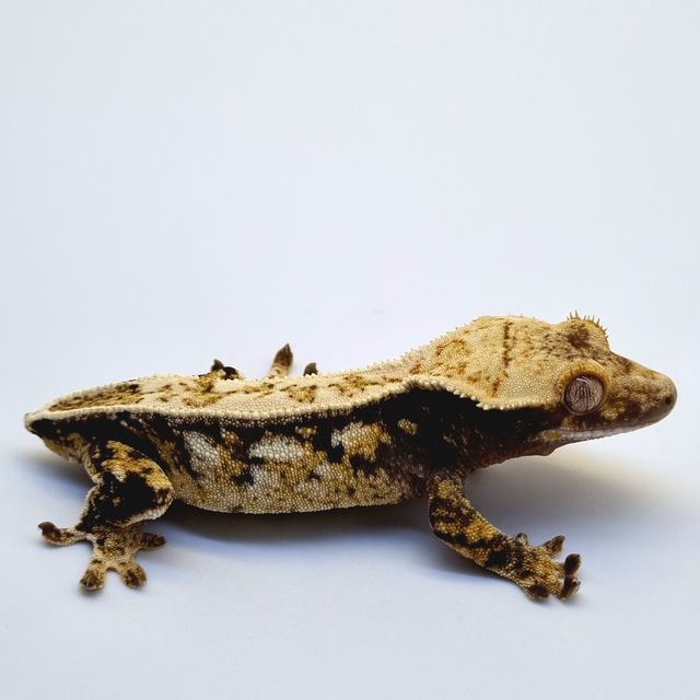 노멀 드리피 화이트스팟