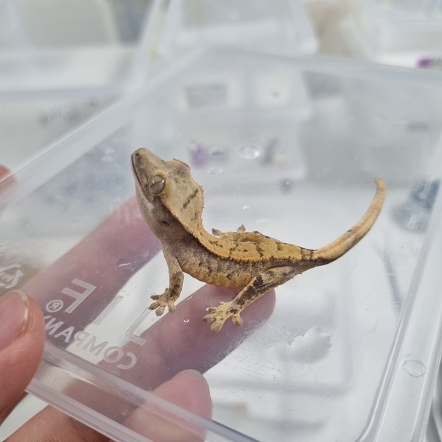 노멀 트라이 드리피