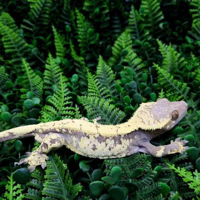 세이블 트라이 드리피