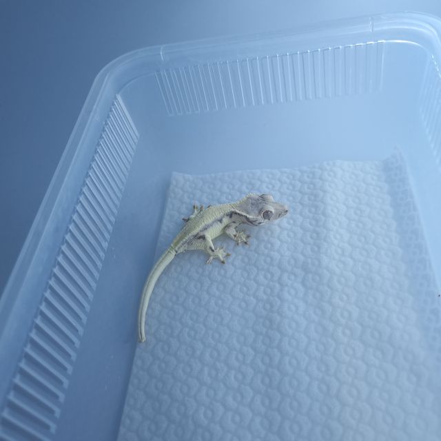 릴리 세이블 솔리드백