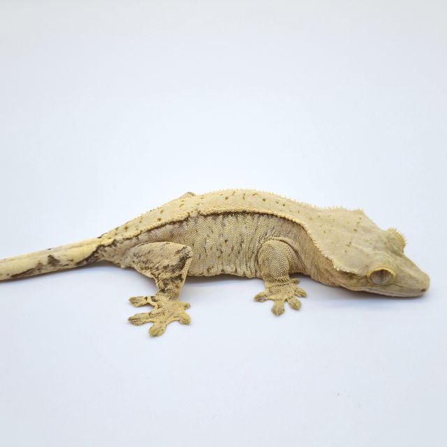 노멀 트라이 솔리드백 할리퀸