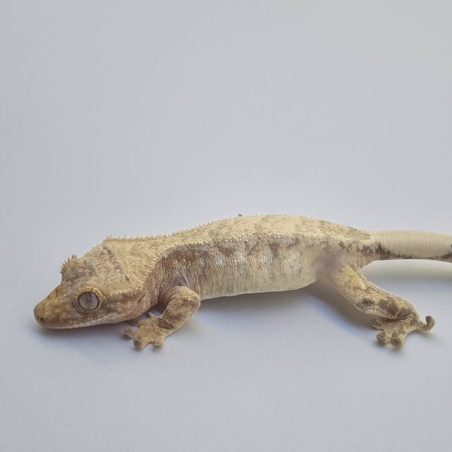 노멀 드리피 화이트스팟 레드