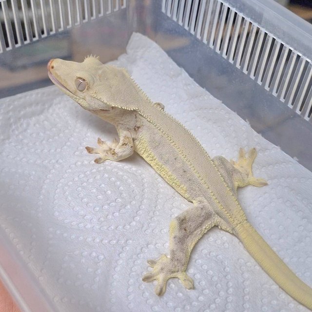 릴리화이트 풀핀 솔리드백