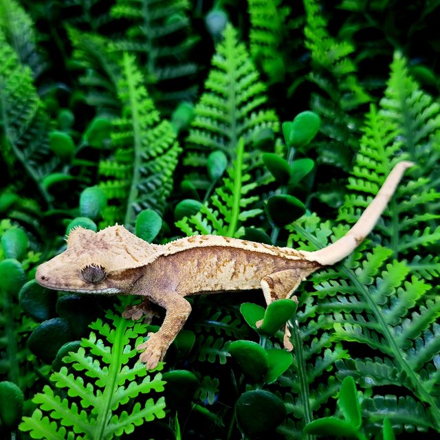 트라이 익스트림할리퀸