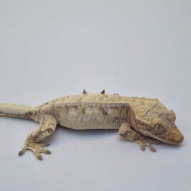 노멀 드리피 화이트스팟 레드