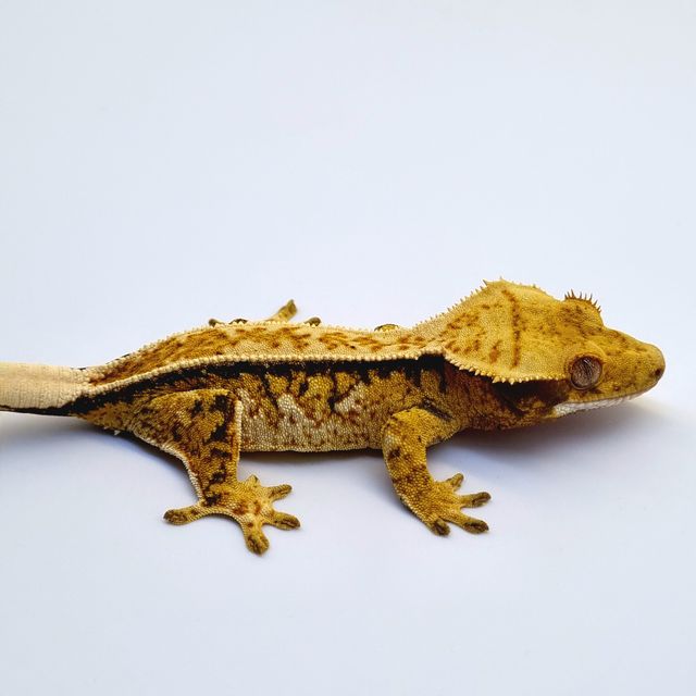 노멀 쿼드 풀핀 트라이 드리피