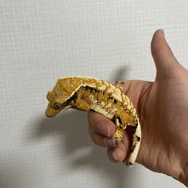 트라이