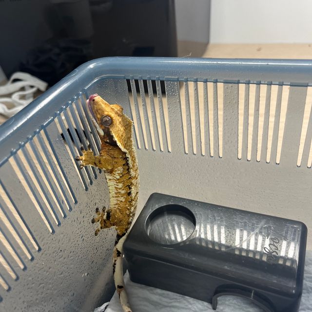트라이