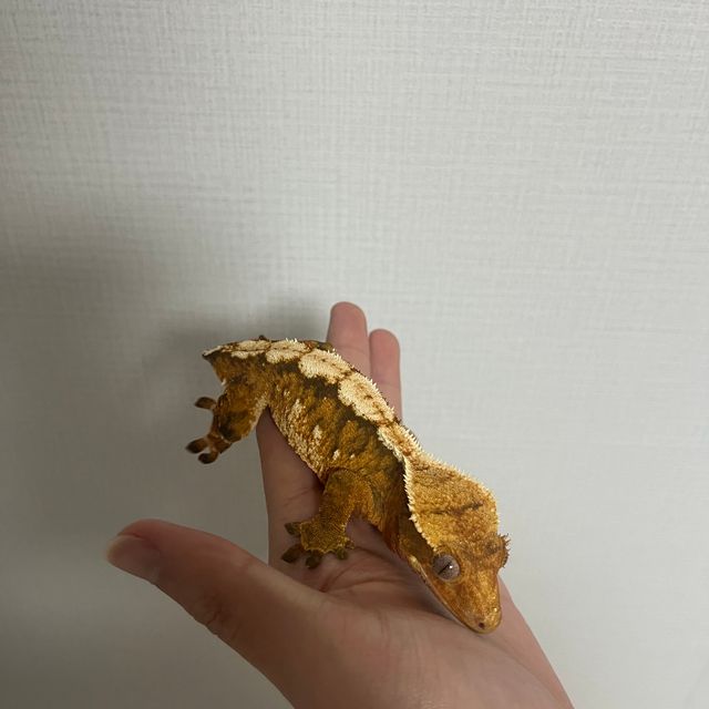 몬코사 트라이 텐저린