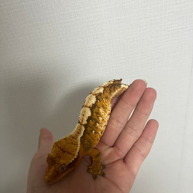 몬코사 트라이 텐저린