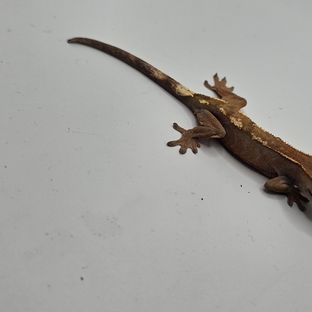 세이블