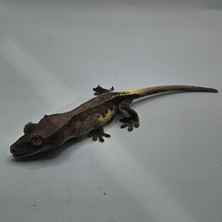 프라푸치노 다크