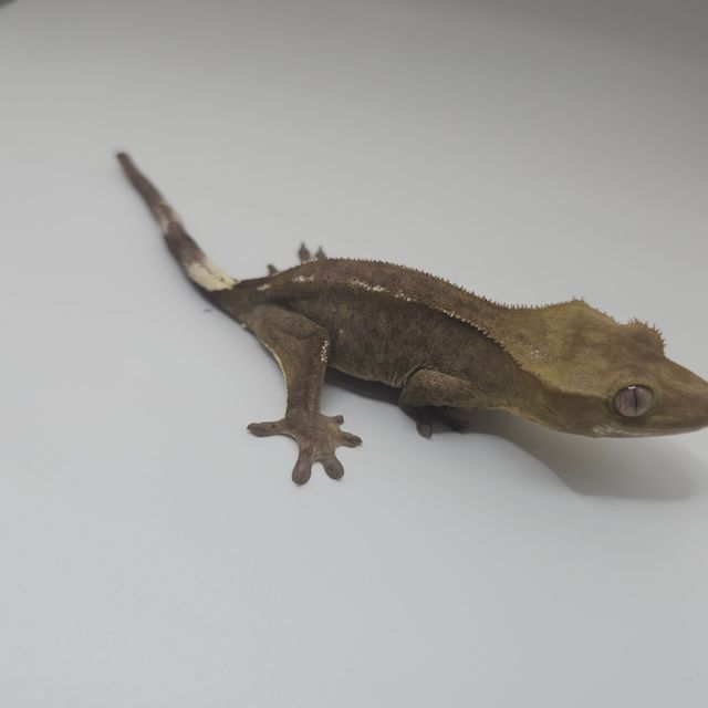 아잔틱