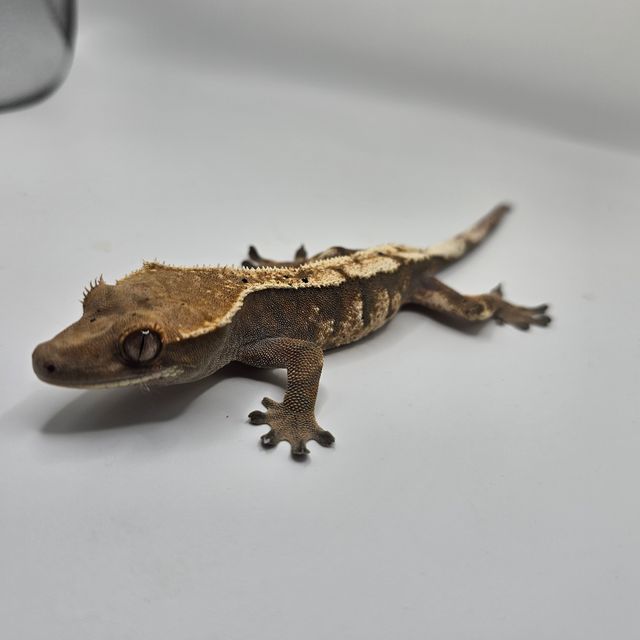 세이블